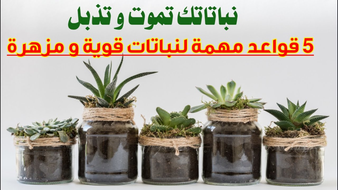 لن تموت نباتاتك بتطبيقك للقواعد الخمس للعناية بالنباتات المنزلية