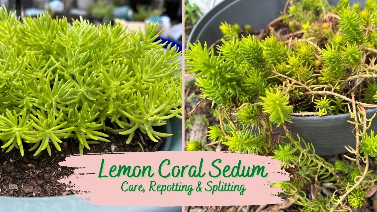 Lemon Coral Sedum: Care, Repotting, Splitting