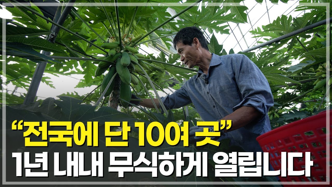 다 팔립니다. 잎도, 씨도, 과일도 전부요 – ‘파파야’의 반전 수익