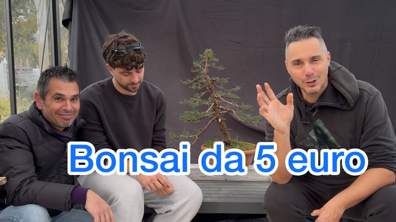 Cipresso da 5 euro, fallo così! 