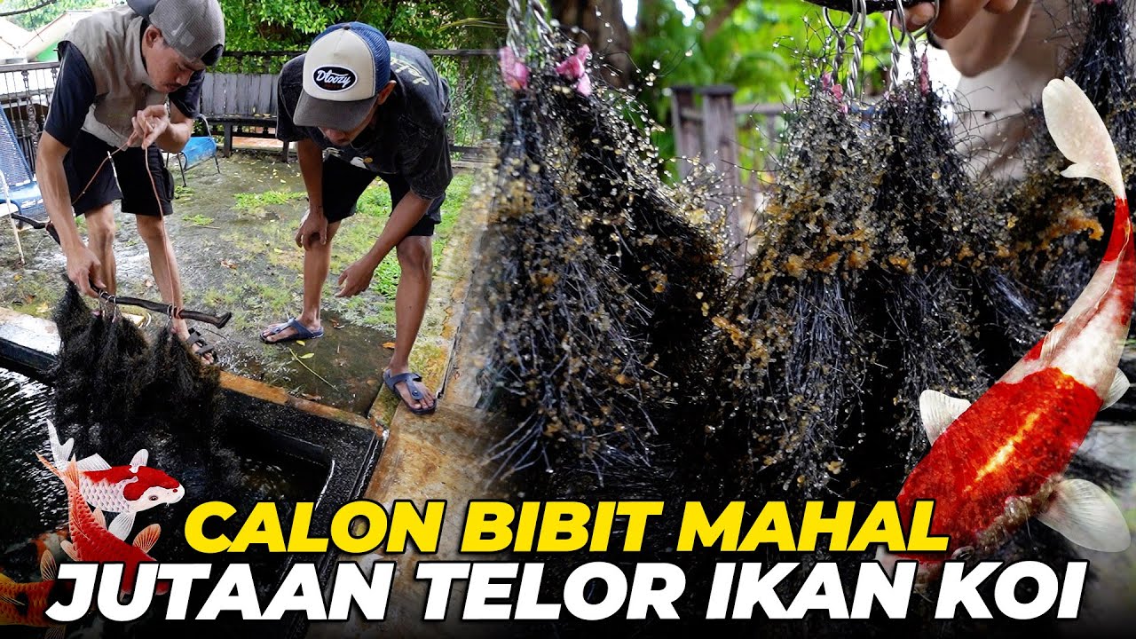 INI SAATNYA PEMINDAHAN TELOR IKAN KOI, TERNYATA LEBIH BANYAK DARI SEBELUMNYA..!!😱😱