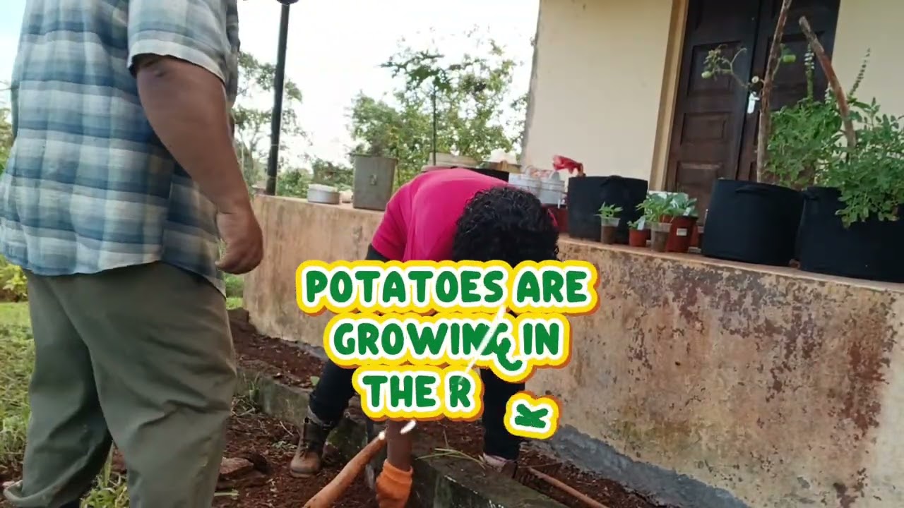 We could not managed our Sweet potatoes harvest today.Giving thanks to God for his many blessings. 