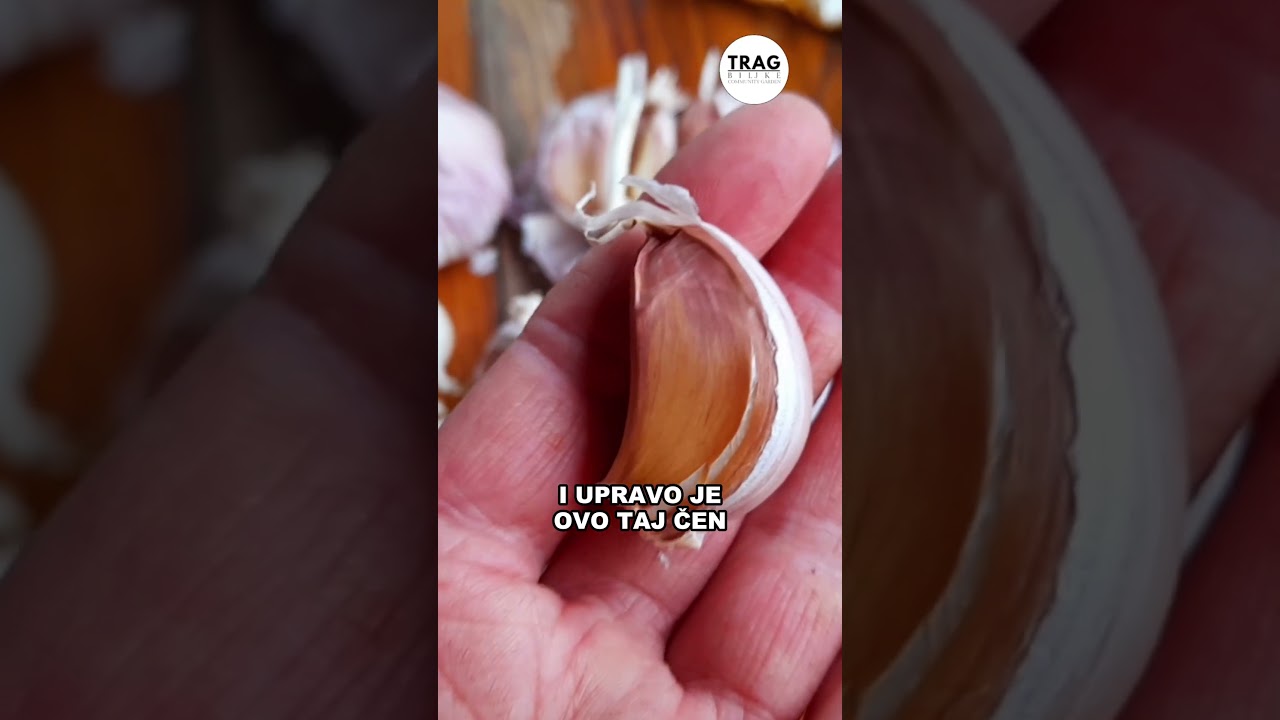 Вот так я сажаю ЧЕСНОК