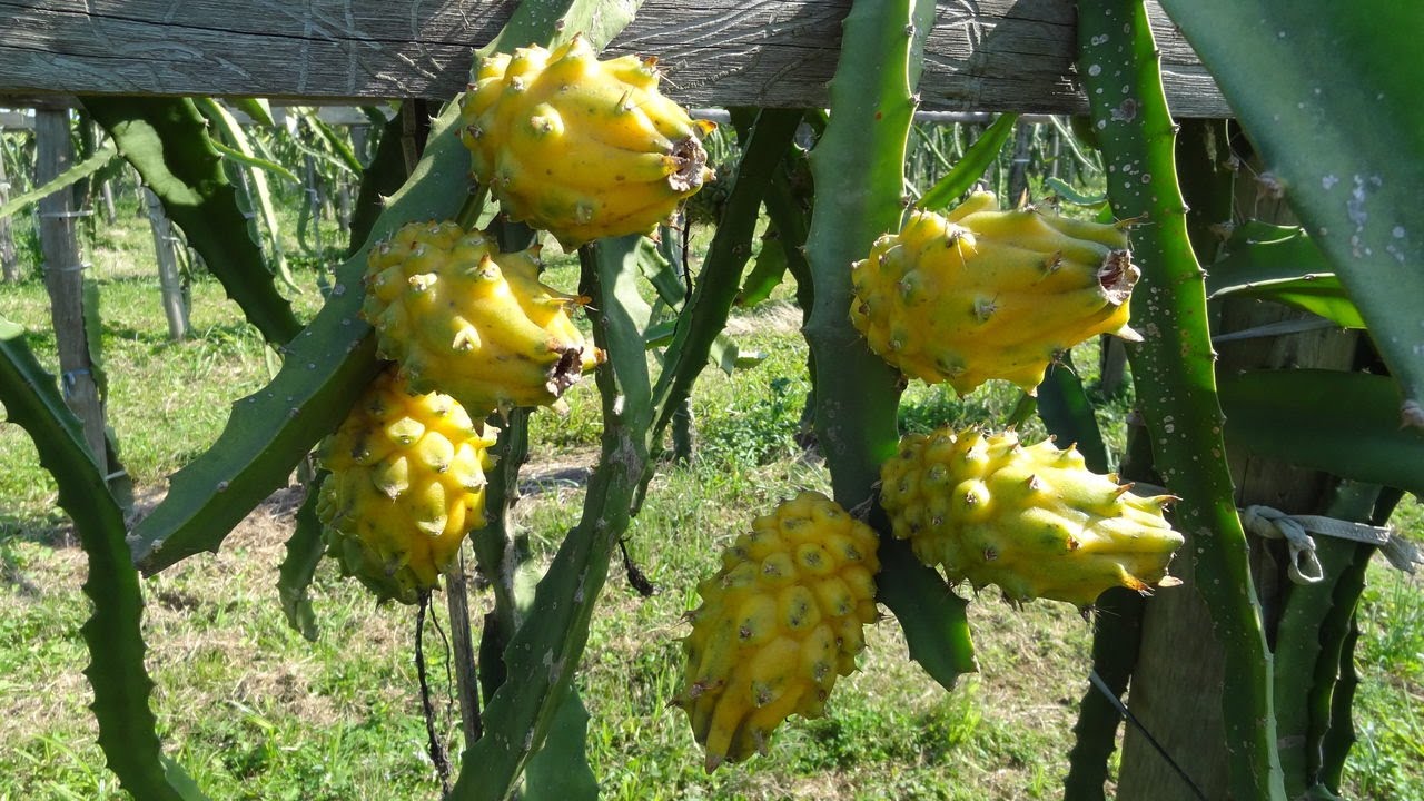 Colheita de Inverno - Pitaya Amarela Colombiana