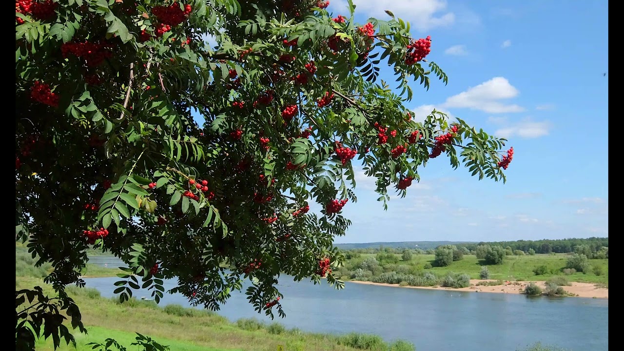 Тонкая рябина, У вишневому саду (Дарья Бурлак)