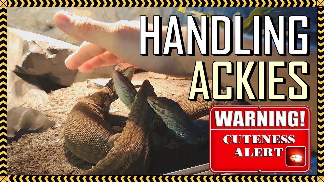 Handling the WORLD'S CUTEST REPTILE LIZARD! | Interaction with Ackie Monitors