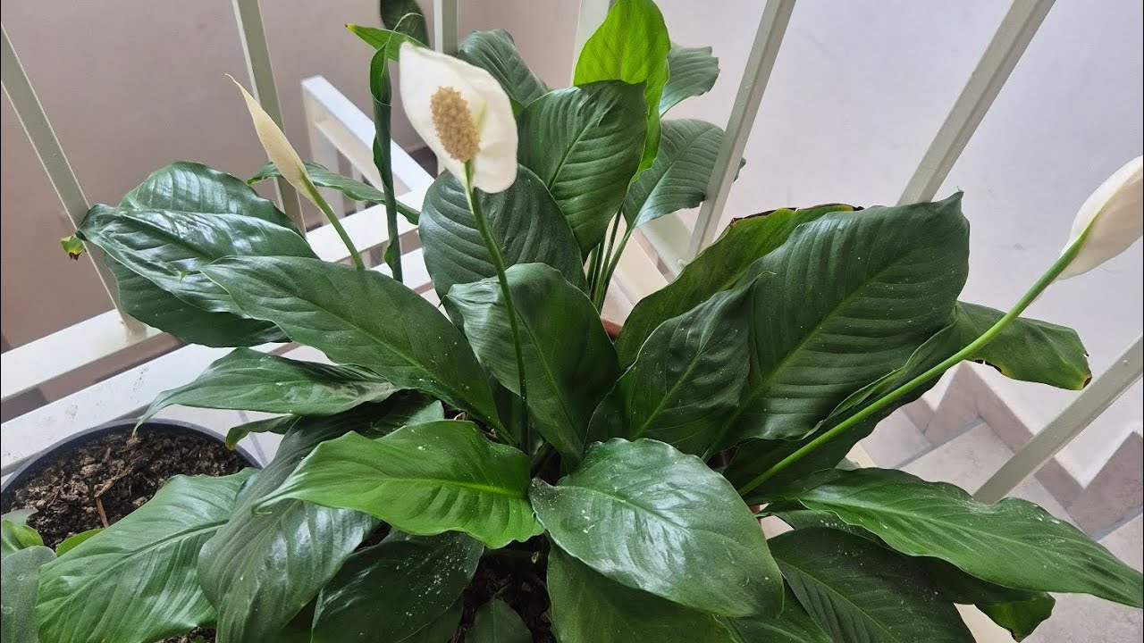 Como hacer que mi cuna de moises  tenga flores 