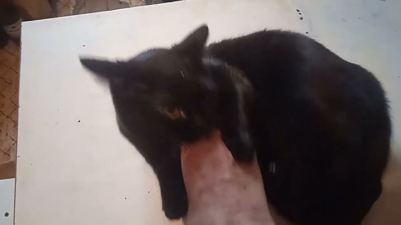   cat play 😺👍
