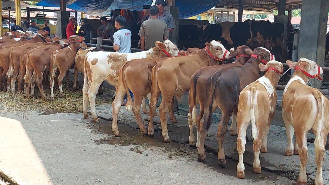 PEDETAN PASAR PON AMBARAWA LAPAK MAS BUDI 🔥🔥