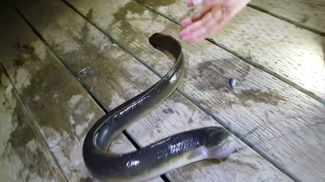 Sea Eel at pei