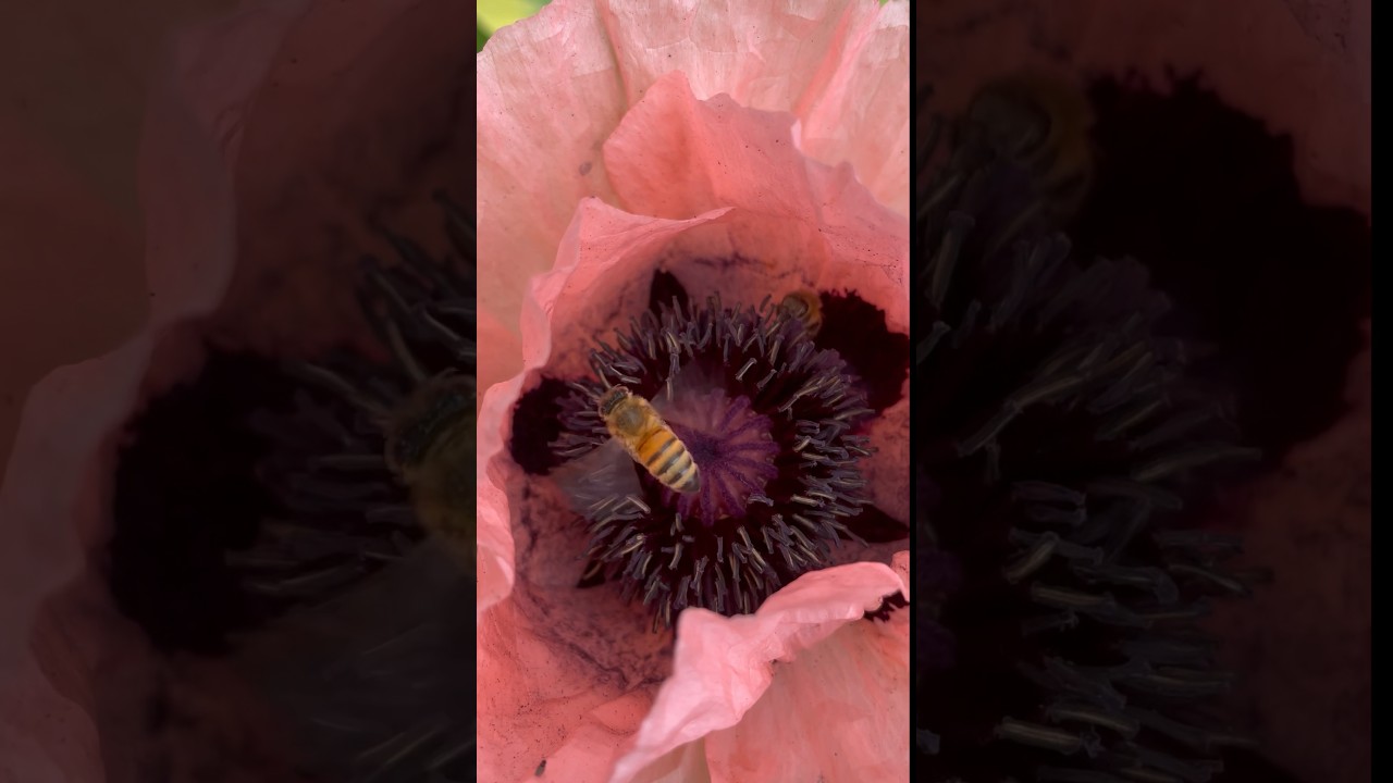 Pollinator Paradise Garden #pollinators #garden #biodiversity #bees #bumblebee #nativebees #flowers