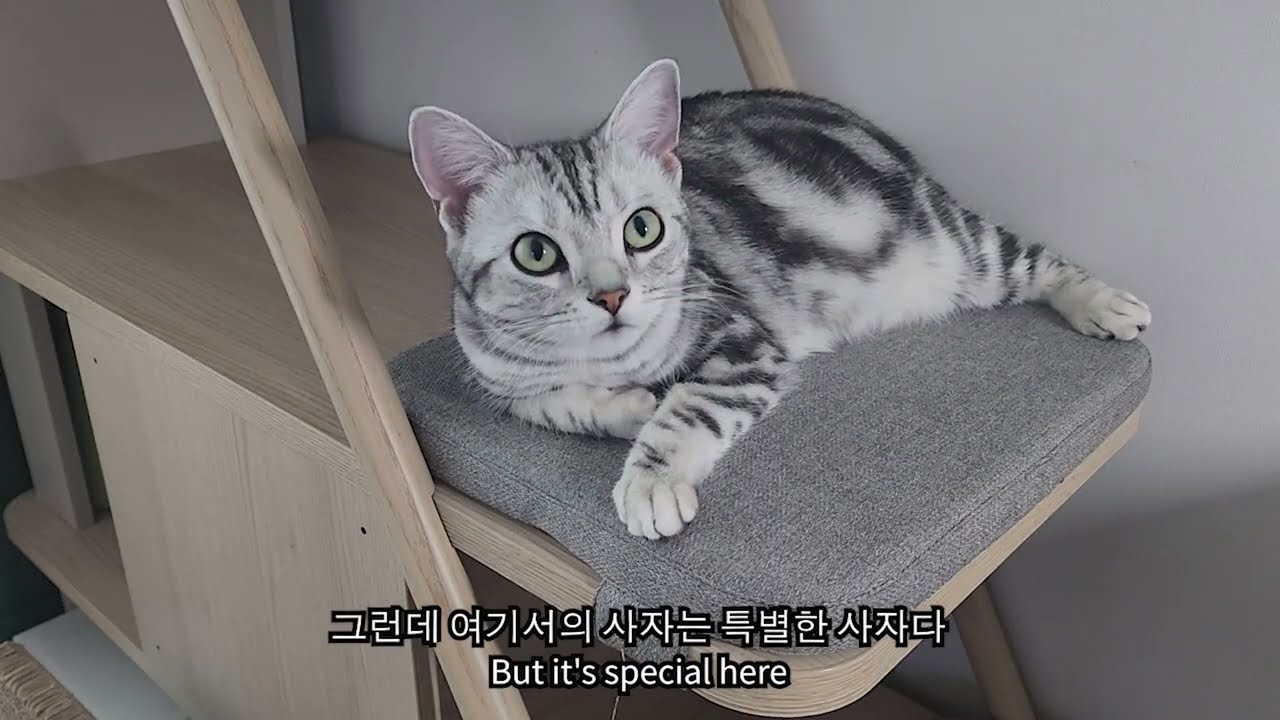 [ENG] Lydia vlog #88| 2026년도에도 뚝딱거리면서 재밌게 살고있는 고양이들 | 1월에 장본것