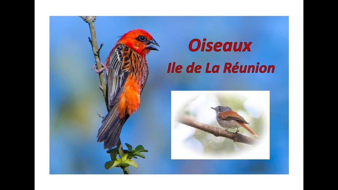 Oiseaux île de La Réunion