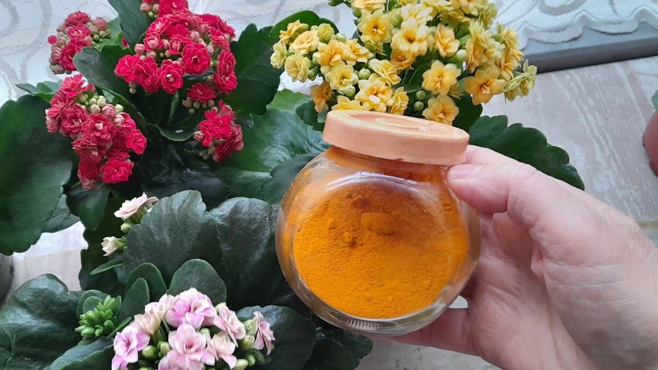 📢BİR KAŞIKLA KALANŞO ÇİÇEĞİ NASIL COŞAR ✅️ ÇİÇEK SAPINDAN NASIL ÇOĞALTILIR⁉️ #kalanşo #flowers