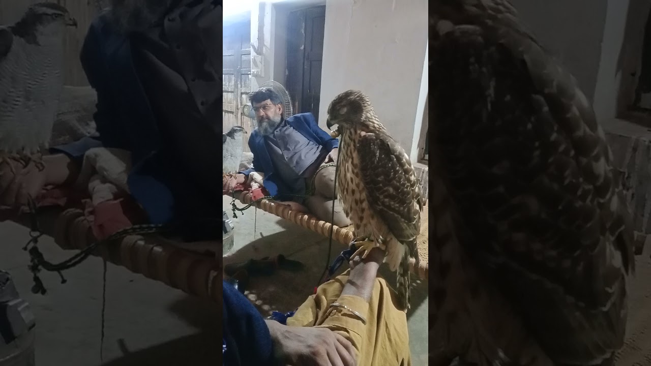 tamming process of newly trapped goshawk
