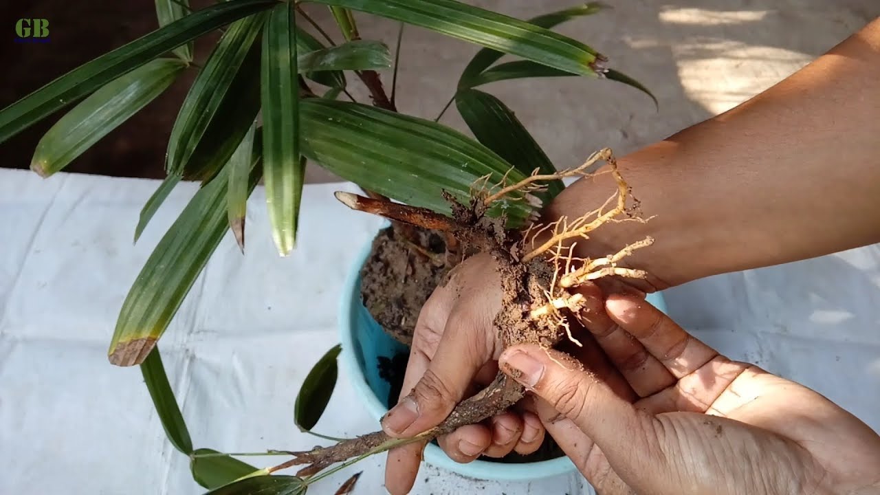 How to Propagate Rhapis Palm or Lady Palm and Care Tips