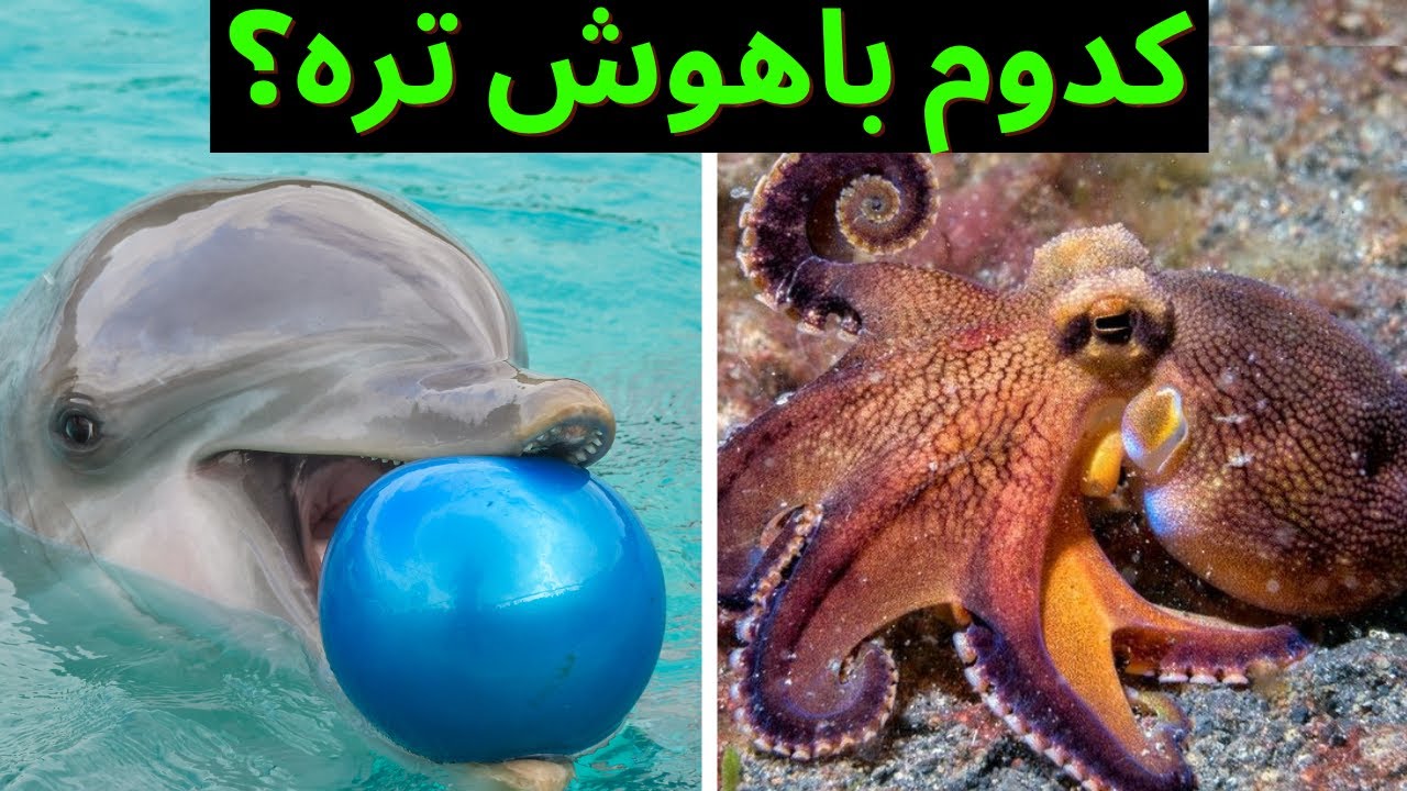 باهوش ترین حیوان دریا ؟؟اختاپوس(هشت پا)باهوش تره یا دلفین؟!