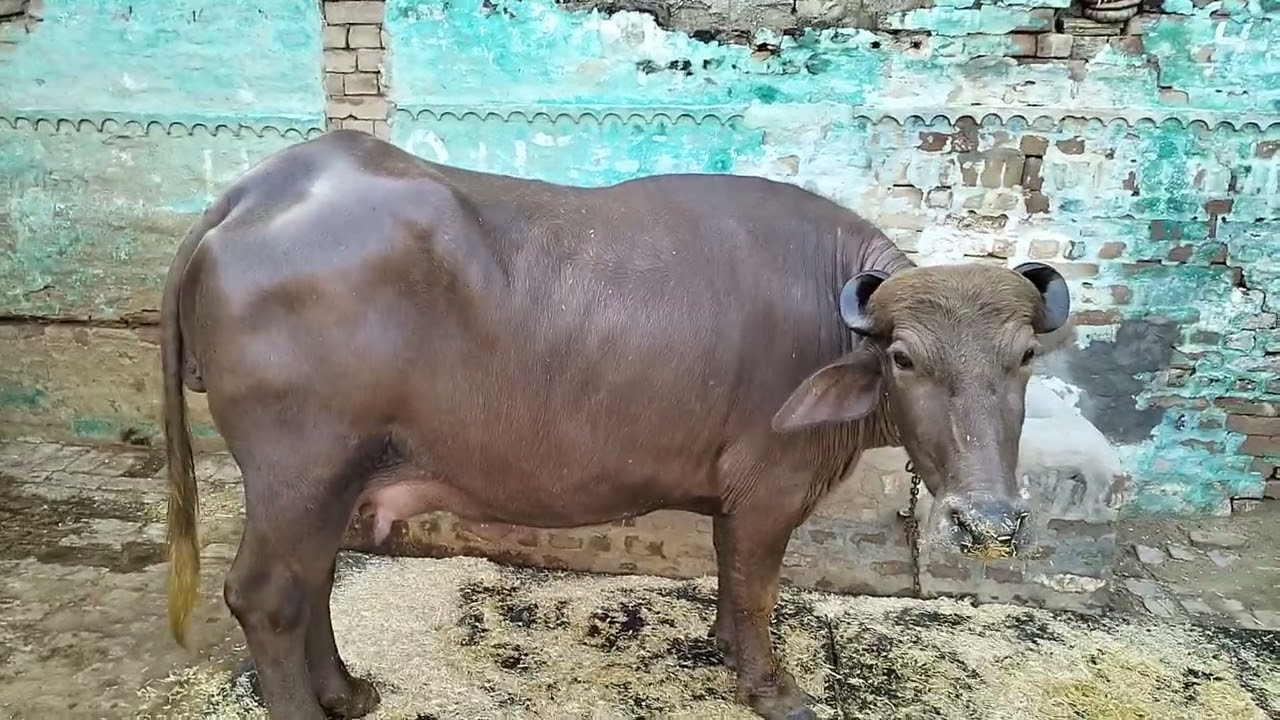एक अच्छी तेलिया बुरी फर्स्ट टाइमर झोटी सेल के लिए cont no 8572861443