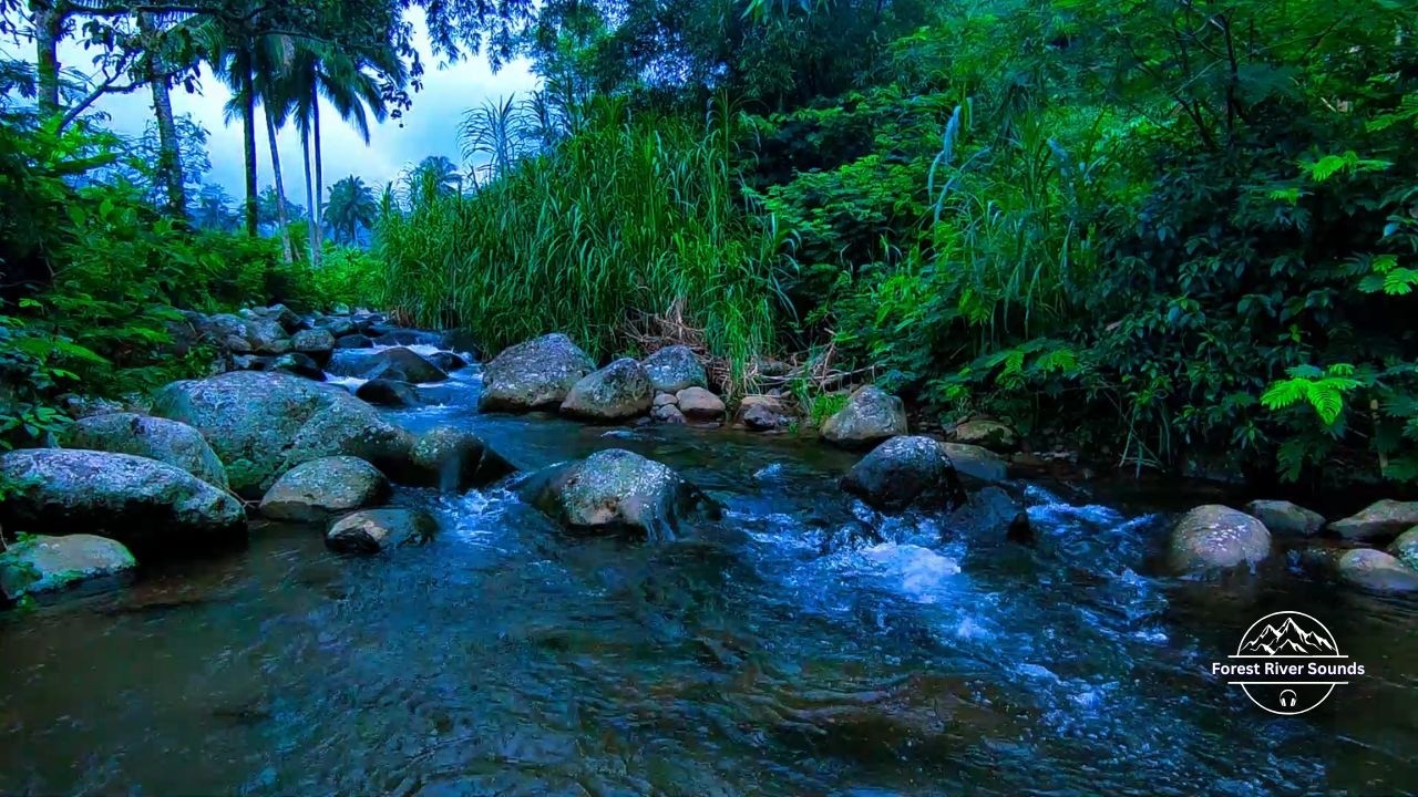 Deep Sleep with Forest River Sounds Sleep ASMR to Fall Asleep Calmly