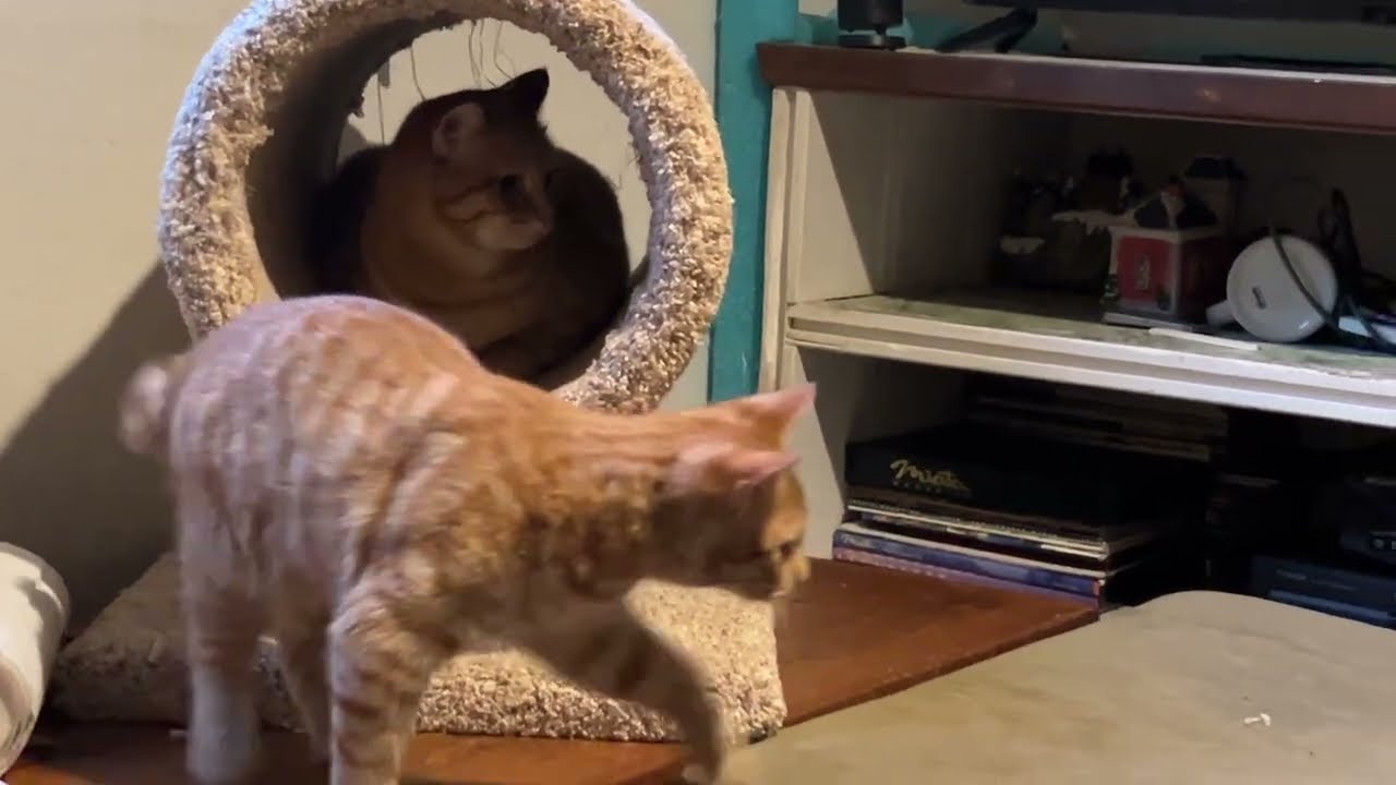 Doggy loves kitten