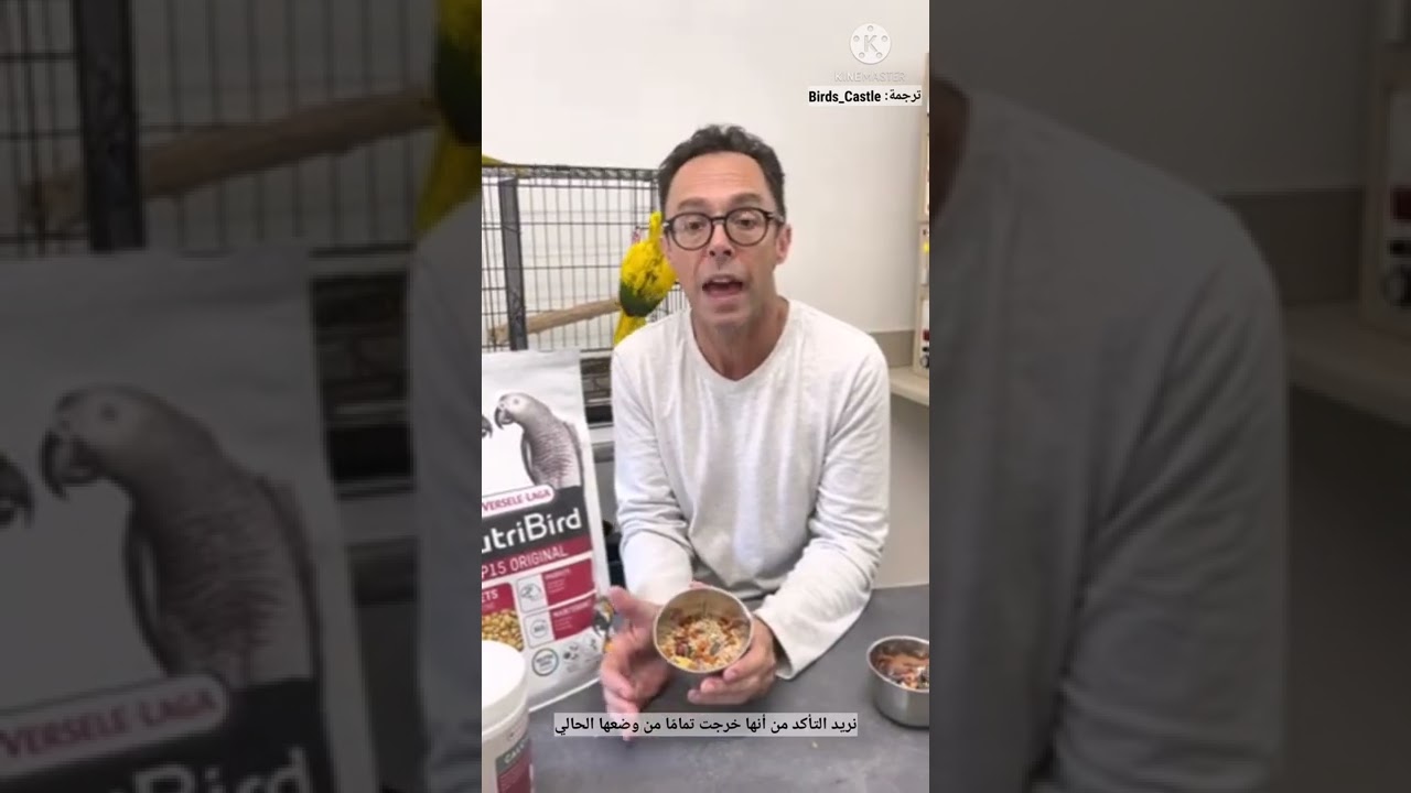توني سيلفا: تحفيز طيور الكنيور على التعشيش والتكاثر 🐣🐥/ Tony silva: inducing conures to nest 🐥🐣