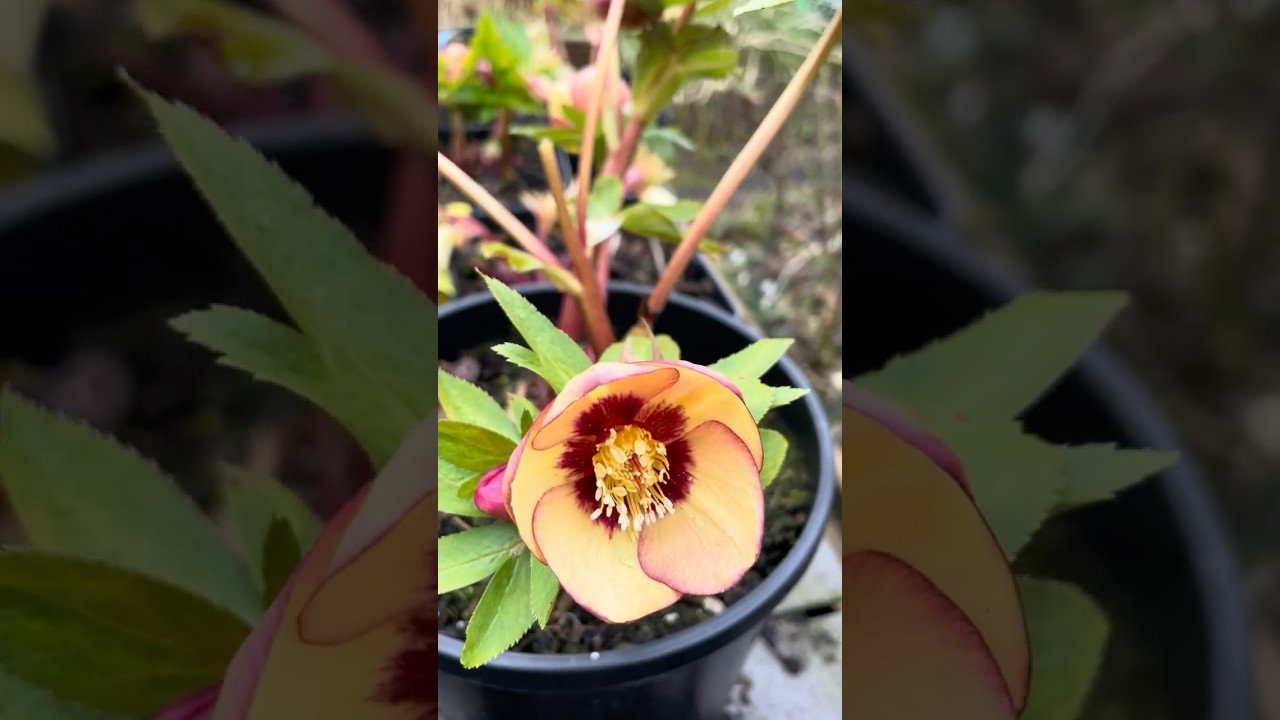 Helleborus x hybridus (Ashwood Evolution Group) Sunset shades (red nectaries, red flush) #hellebore