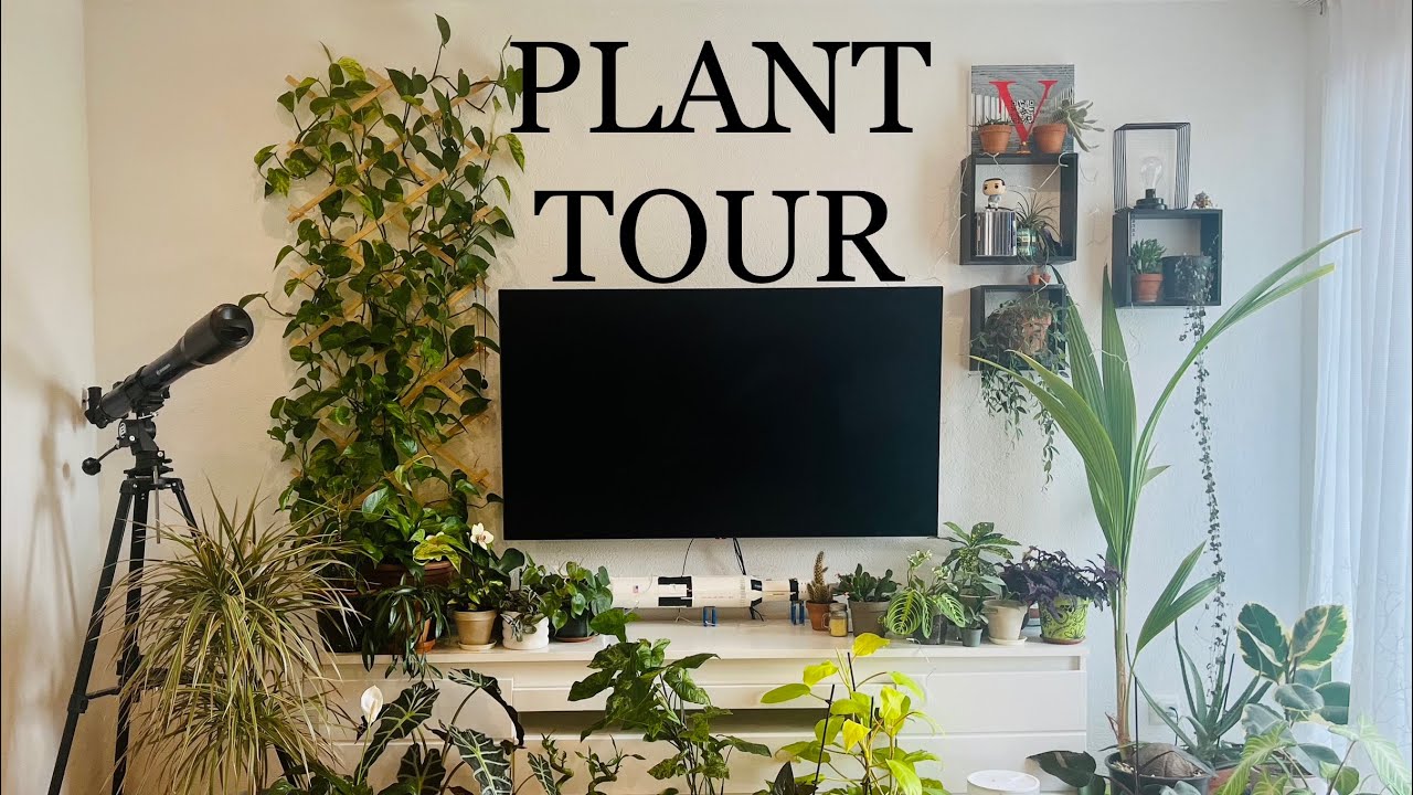 🪴Plant tour 🌱 Ma collection de +50 plantes