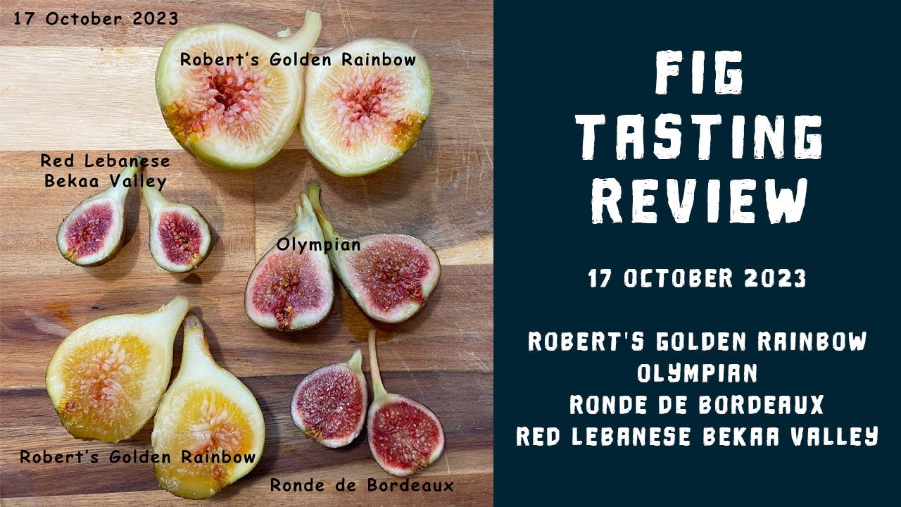 Fig Tasting - Robert's Golden Rainbow, Olympian, Ronde de Bordeaux, Red Lebanese 10-17-2023