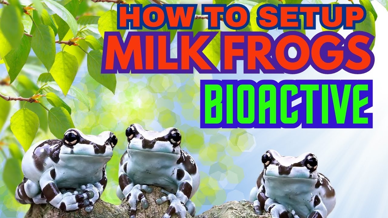 HOW TO SET UP AMAZON MILK FROGS