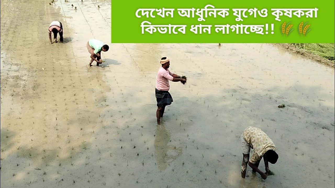 See how the farmers in the village are planting rice || গ্রামের কৃষকরা দেখেন কিভাবে ধান লাগাচ্ছে!🌾🌾 