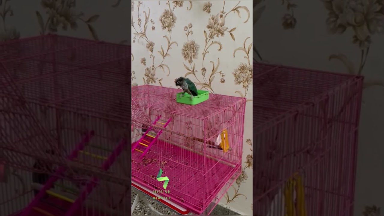 Enjoying Bath time 🐦 🕰️ #bathtime #birds #shorts