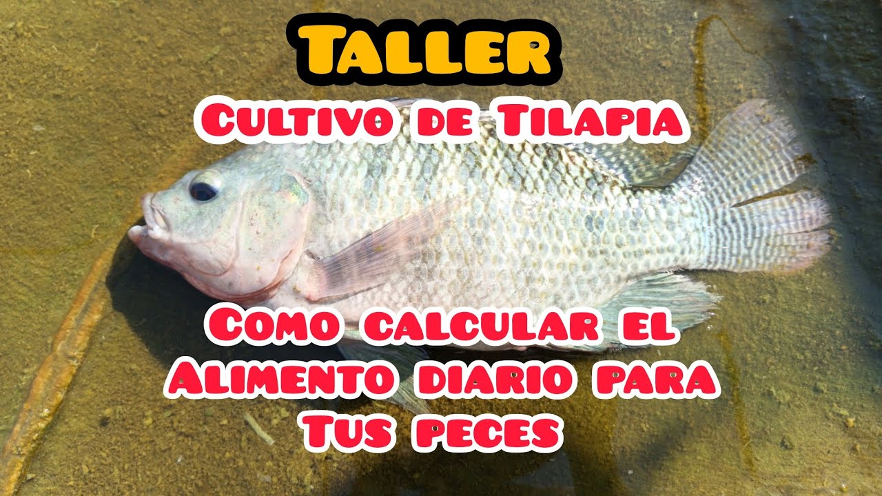 Aprende a calcular el alimento diario, para engordar tus Tilapias.