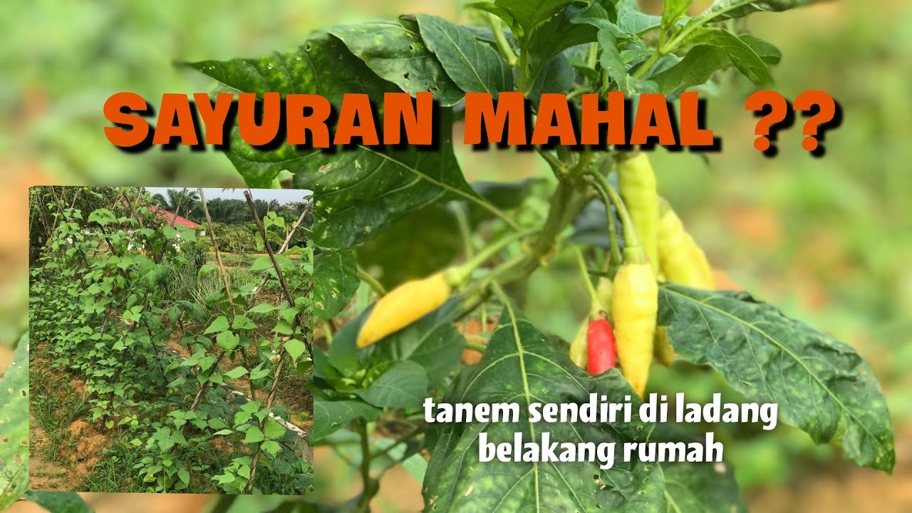 PANEN SAYUR LANGSUNG DI MASAK