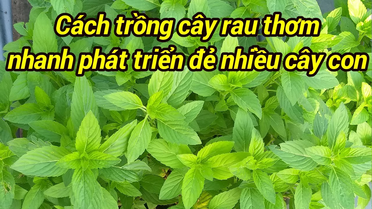 Как вырастить базилик
