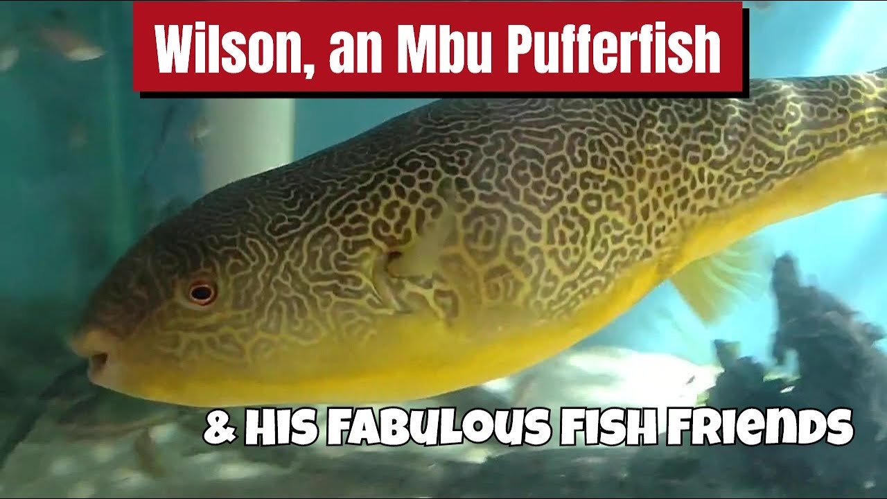 AN AMAZING MBU PUFFERFISH & HIS FABULOUS FISHY ADVENTURES 🐟🐟🐟!!! 🤩🤩🤩 #pufferfish #fish #aquarium