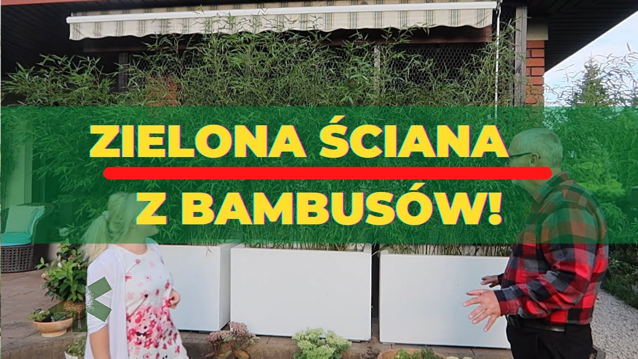 Zielona ściana z bambusów!