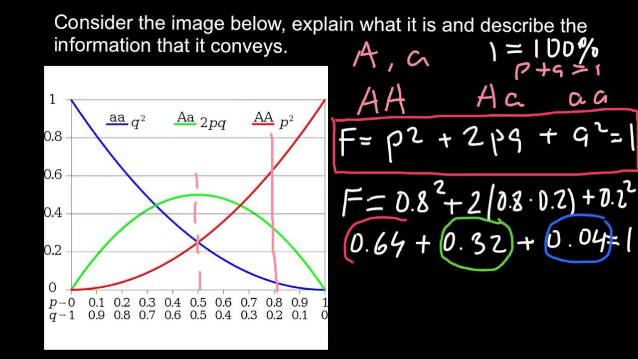 How to understand Hardy-Weinberg problems