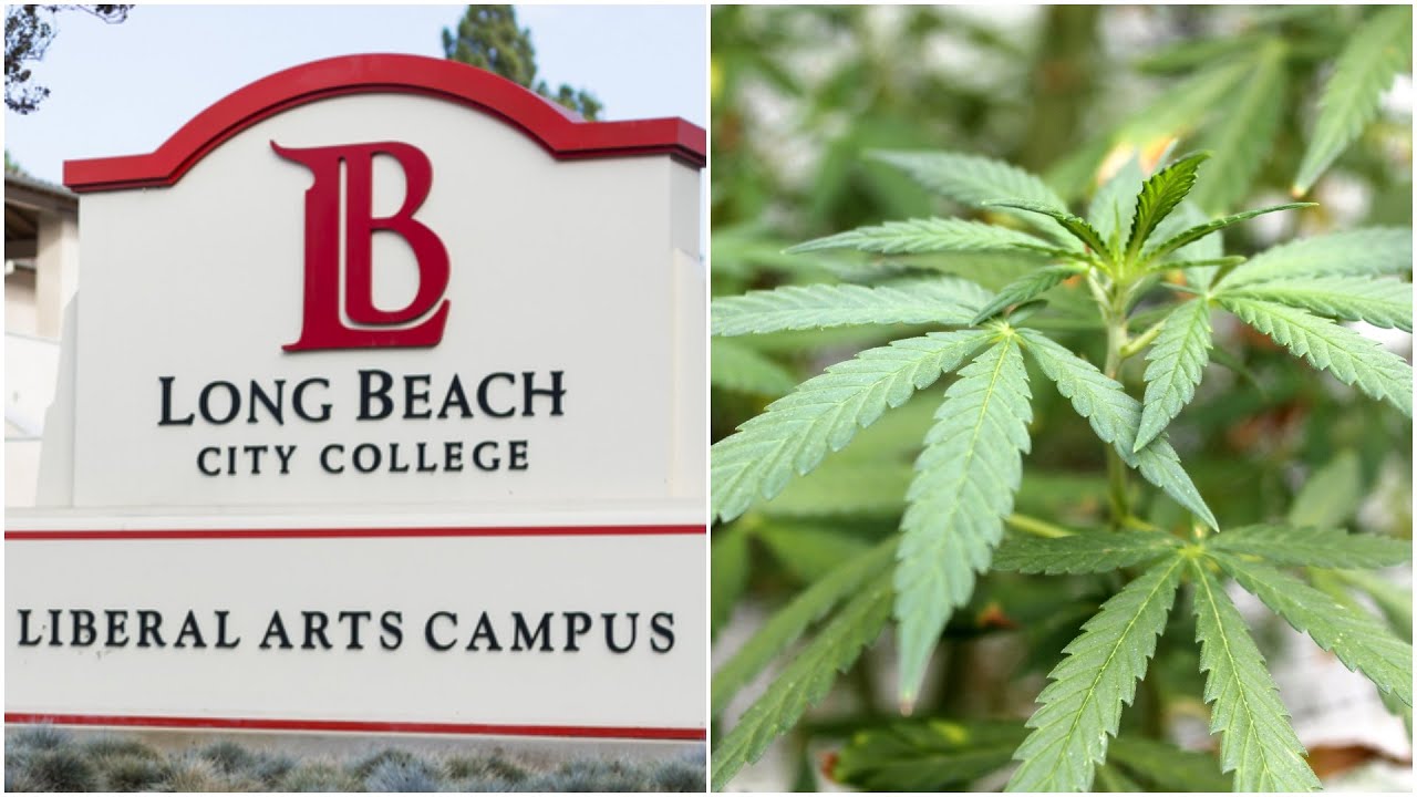 First cannabis class in the school's history is coming to Long Beach City Community College