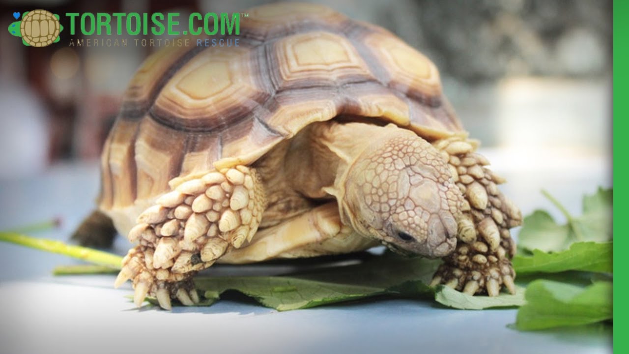 Littlefoot Small Tortoise | American Tortoise Rescue