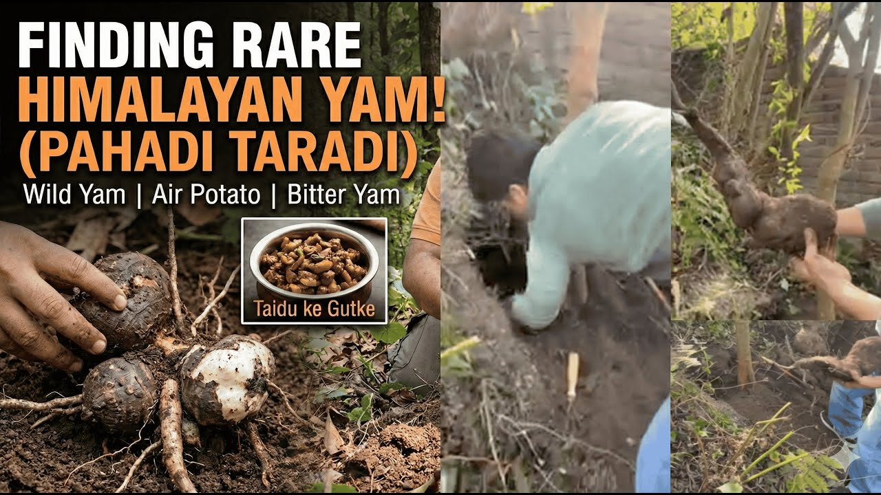 Digging RARE Giant Himalayan Wild Yam! | Finding Pahadi Taradi (Taidu/Air Potato)