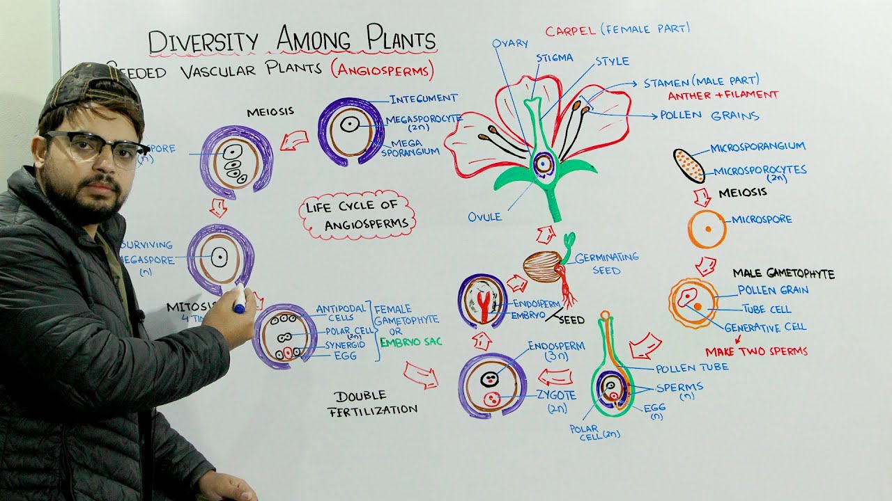 Life Cycle Of Angiosperms