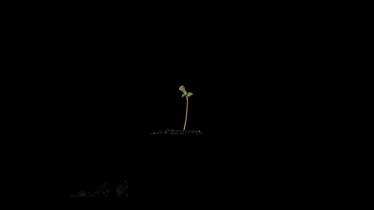 Time lapse 50 days seed to plant #seeds #shorts