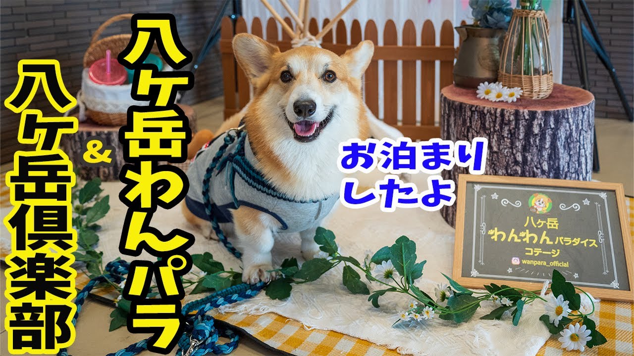 3年ぶりの八ヶ岳わんパラと行きたかった晩秋の八ヶ岳倶楽部は、とっても素敵でリピート確定だったコーギーと飼い主