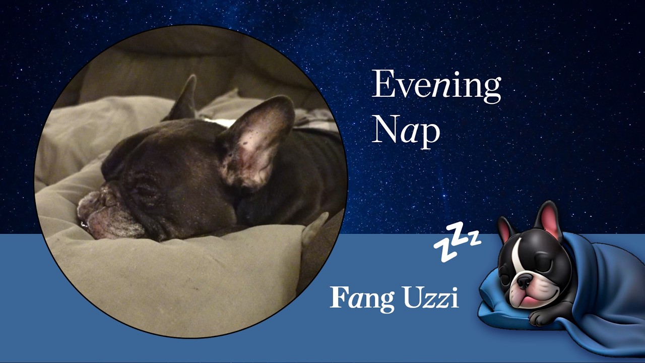 Dog 🐾 Sleeping | Fang's Nap