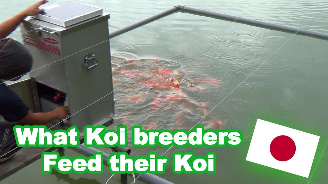 Koi feeding in Japan | What Koi breeders feed their Koi [KOI FEEDING GUIDE]