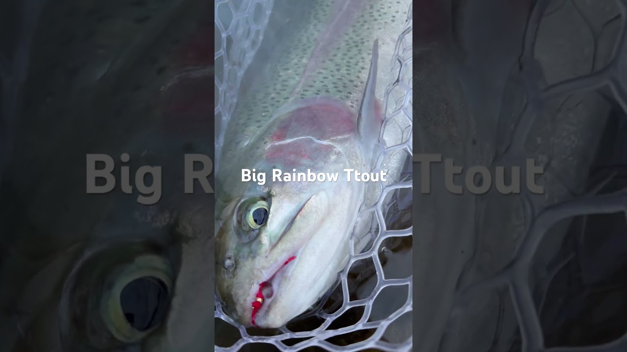 Big rainbow trout caught #flyfishing