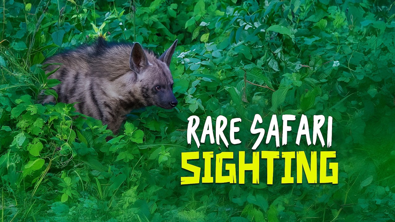 Searching for a Hyena in the Wild… Caught on Camera
