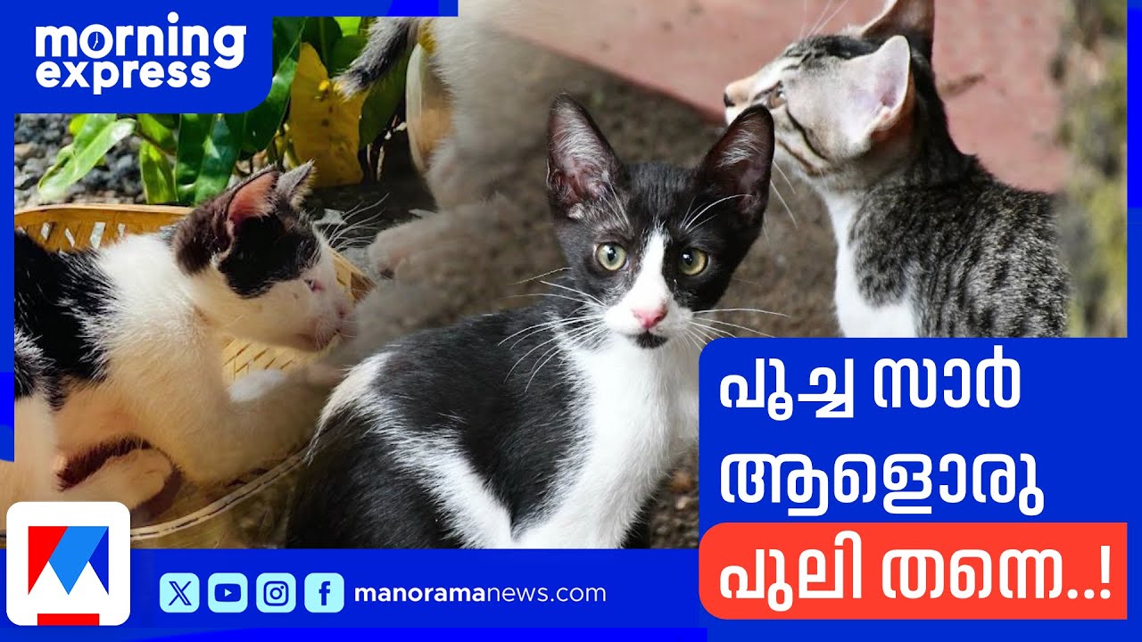 പൂച്ച സാർ എങ്ങനെ പൂച്ച സാർ ആയി? പൂച്ചയുടെ ഈ ആറ്റിറ്റ്യൂഡിന് പിന്നിലെ കാരണം ഇതാണ് | Cat | Pet