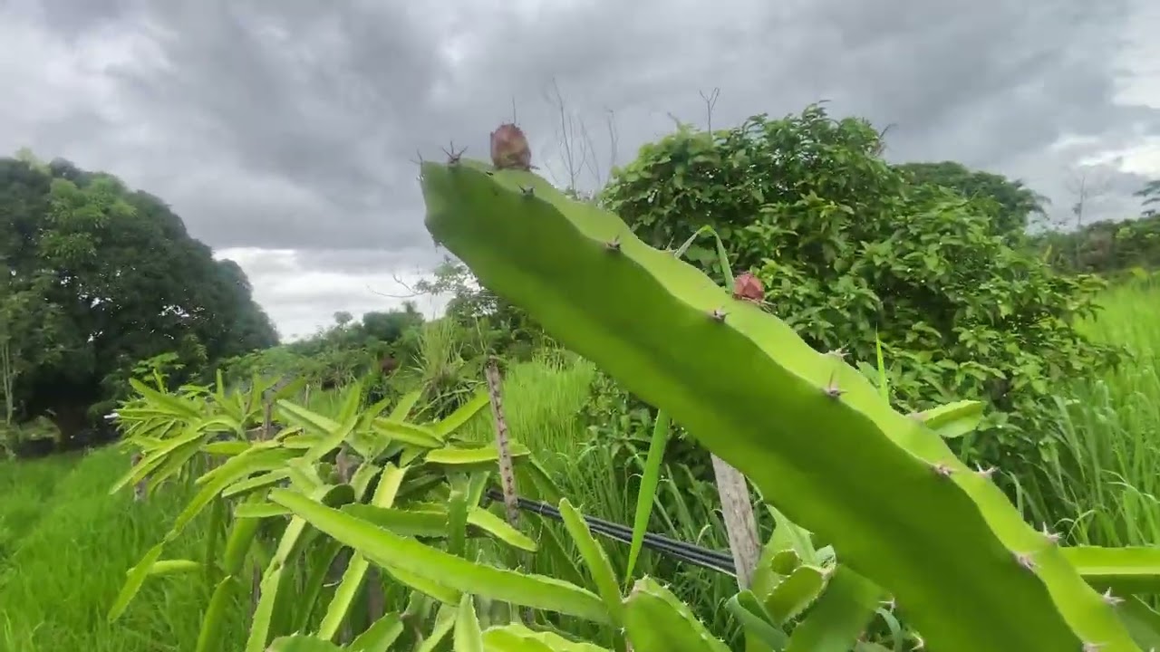 Como está a espaldeira de Pitaya 