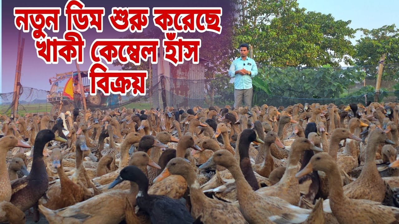 নতুন ডিম শুরু করেছে অরজিনাল খাকী কেম্বেল হাঁস বিক্রয়। বিসমিল্লাহ হাঁসের খামার থেকে